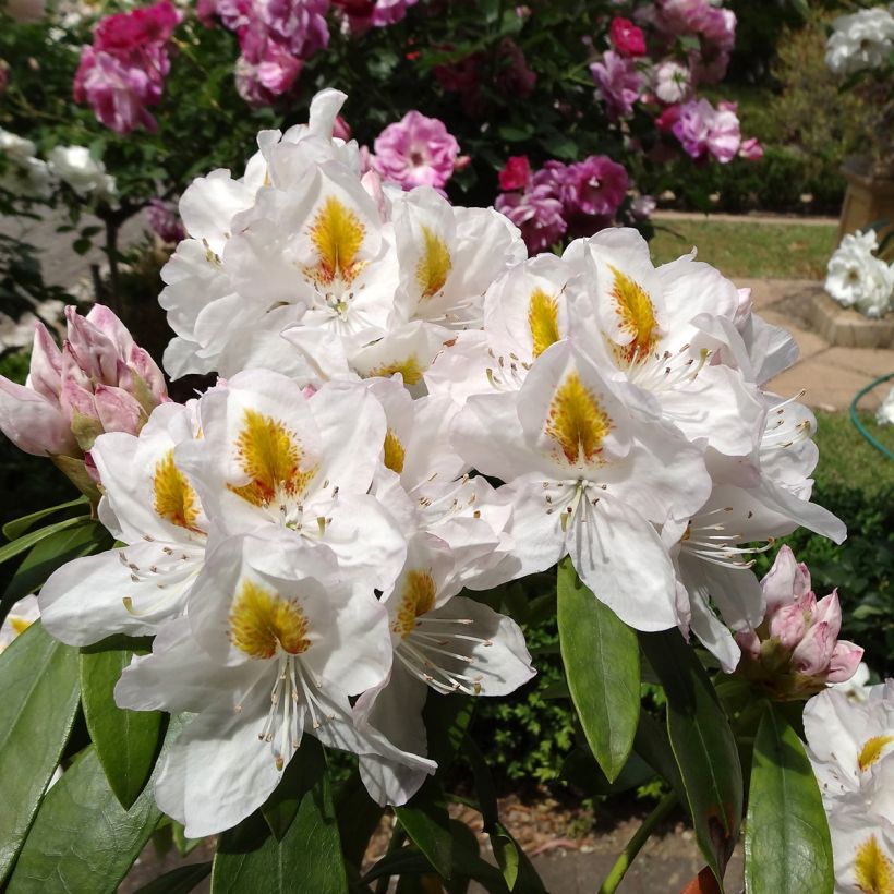 Rhododendron Gomer Waterer (Fioritura)