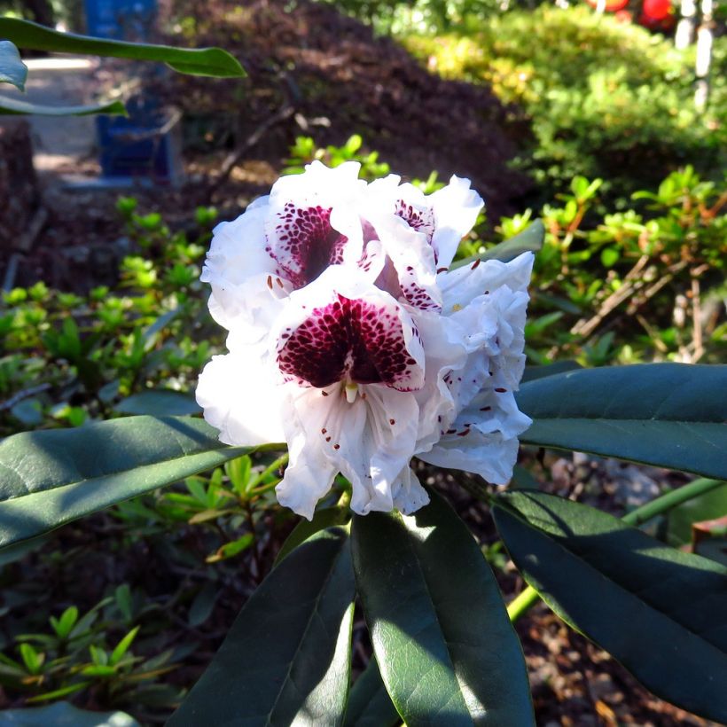 Rhododendron Sappho (Fioritura)