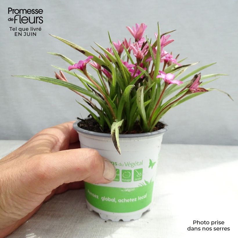 Esemplare di Rhodohypoxis Fairytale - Rhodoxis - pot de 1.5L/2L consegnato in estate