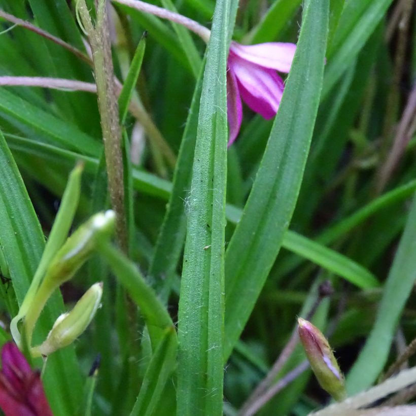 Rhodohypoxis Fairytale (Fogliame)