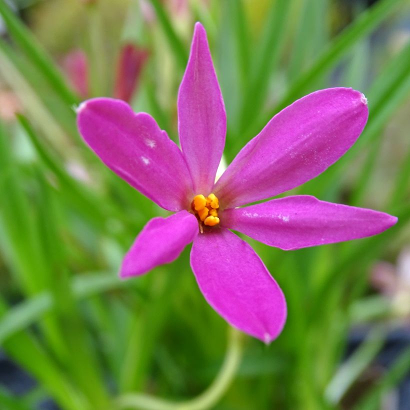 Rhodohypoxis Fairytale (Fioritura)