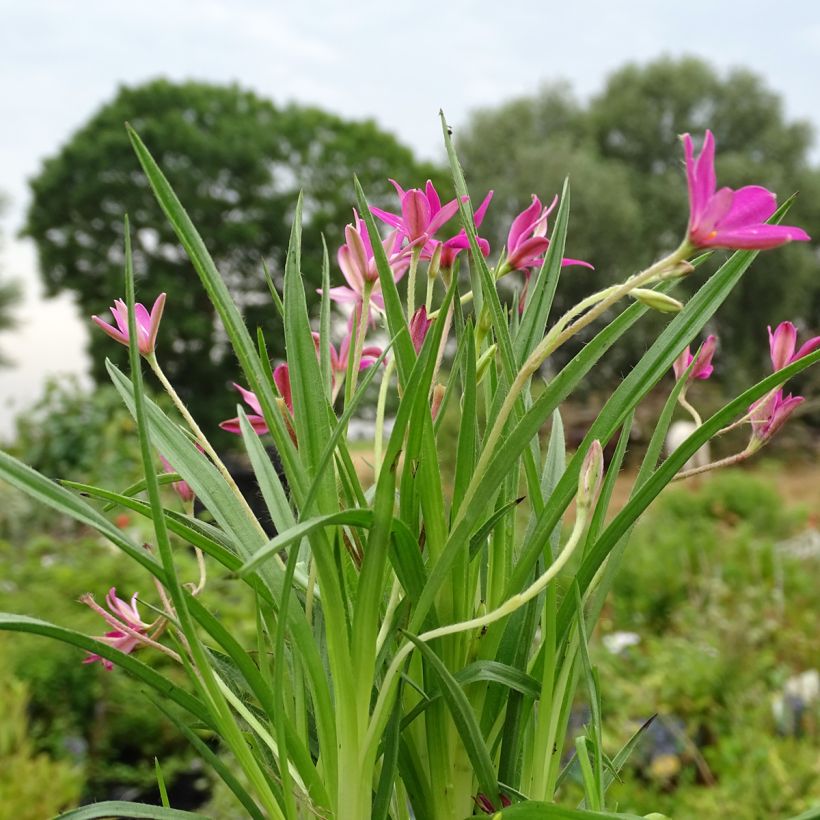 Rhodohypoxis Fairytale (Porto)