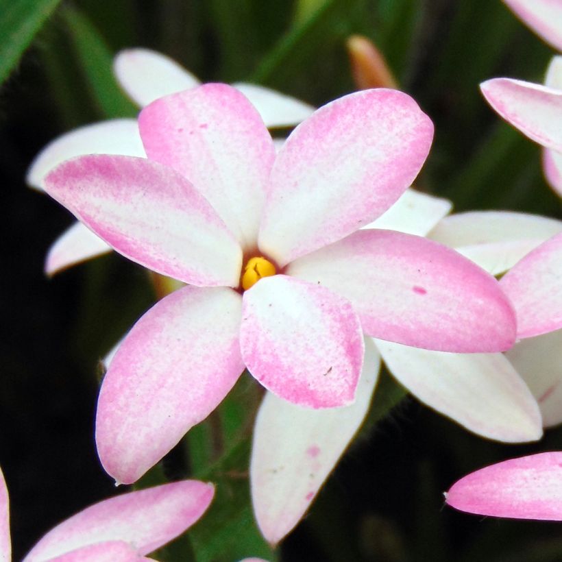 Rhodohypoxis Fairy Kisses (Fioritura)