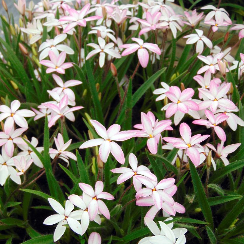 Rhodohypoxis Fairy Kisses (Porto)