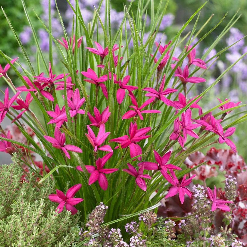 Rhodohypoxis Beverly (Fioritura)