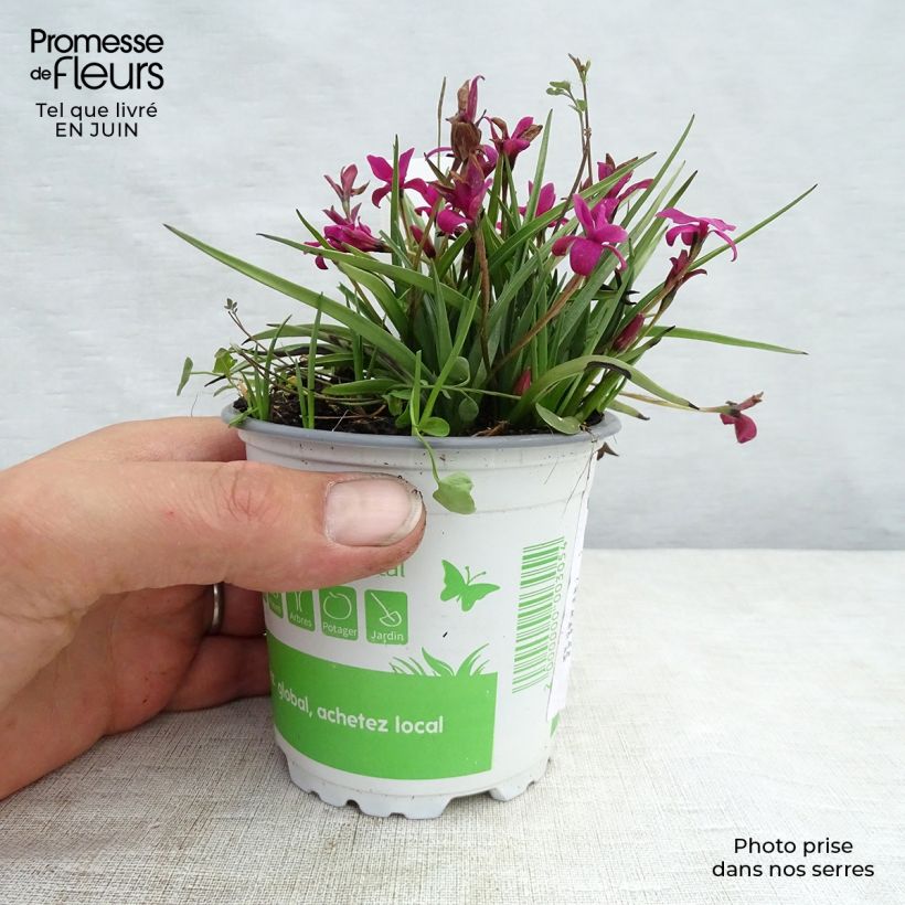 Esemplare di Rhodoxis hybride Beverly - Rhodohypoxis -Pot de 2L/3L consegnato in estate