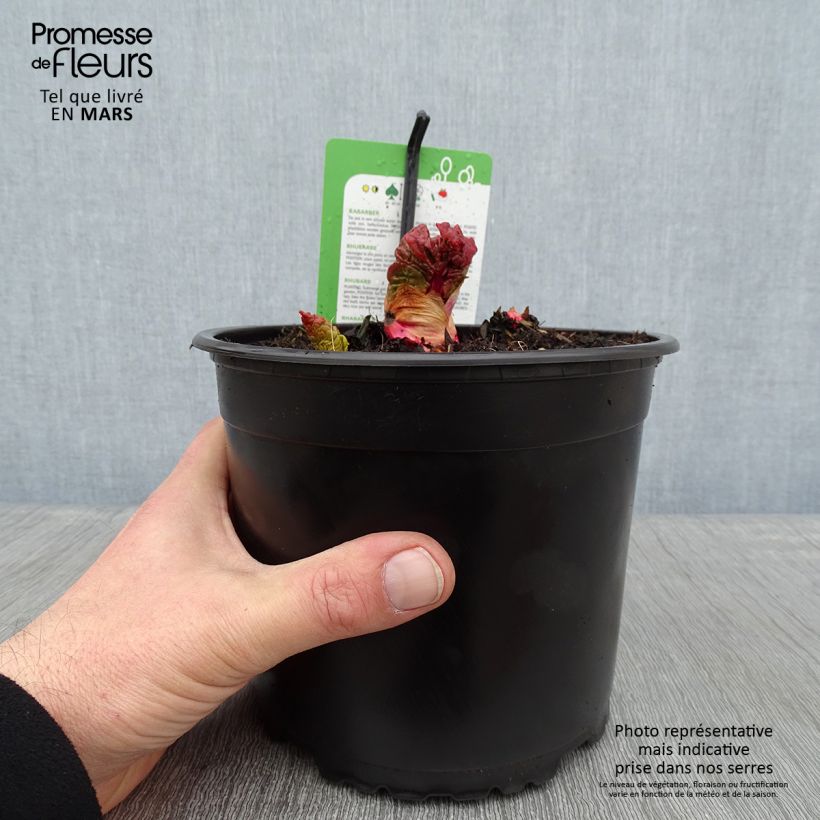 Rhubarbe Mikoot Pot de 2L/3L esemplare consegnato in inverno