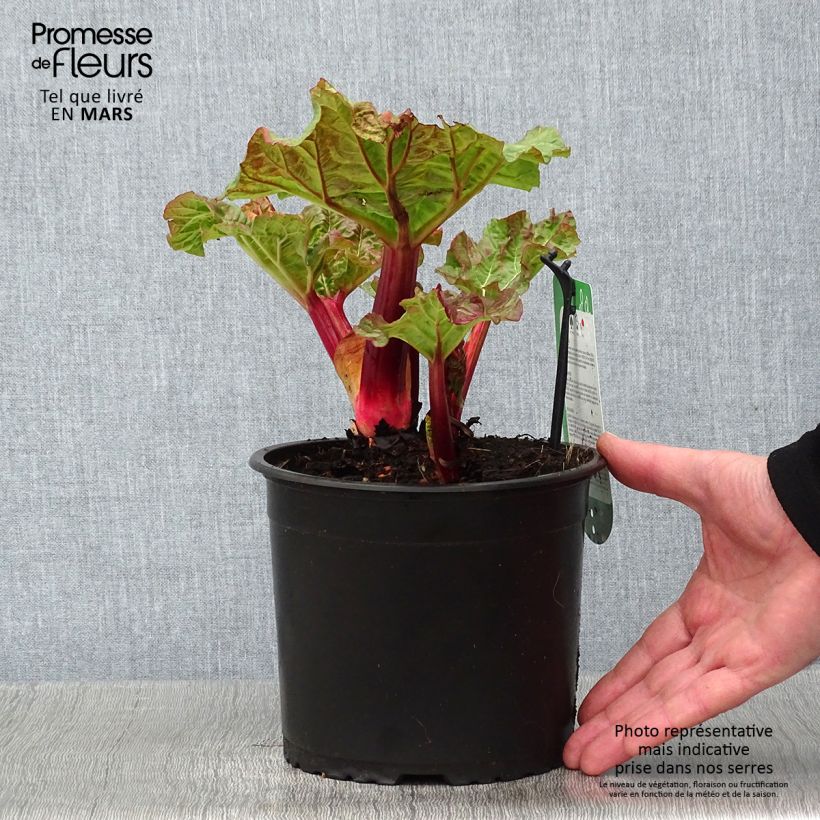 Rhubarbe Valentine Pot de 2L/3L esemplare consegnato in inverno