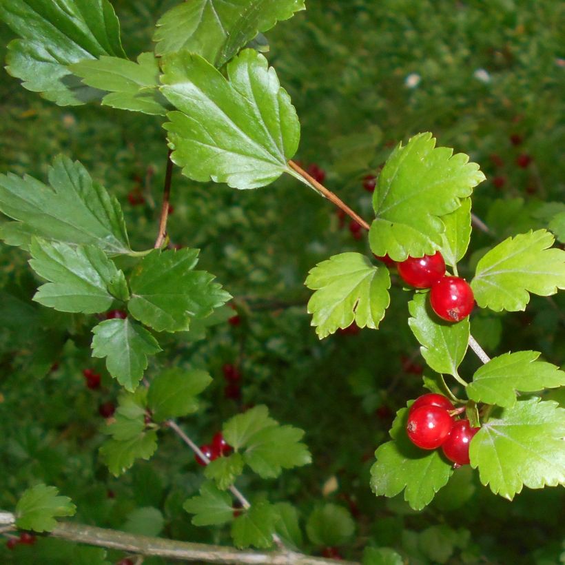 Ribes alpinum - Ribes alpino (Fogliame)