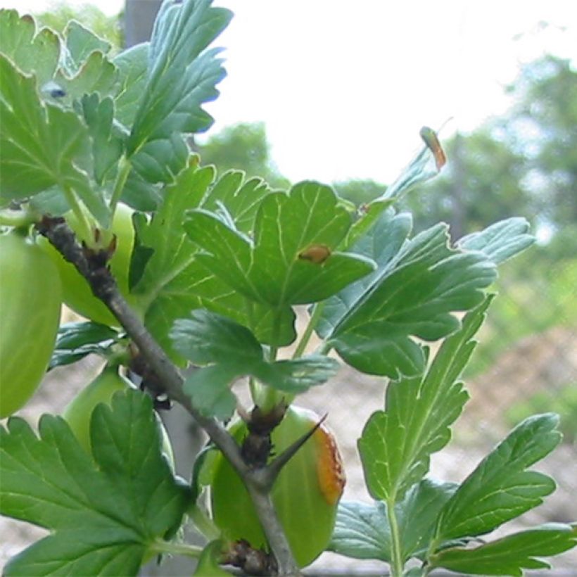 Uva-spina Worcesterberry (Fogliame)