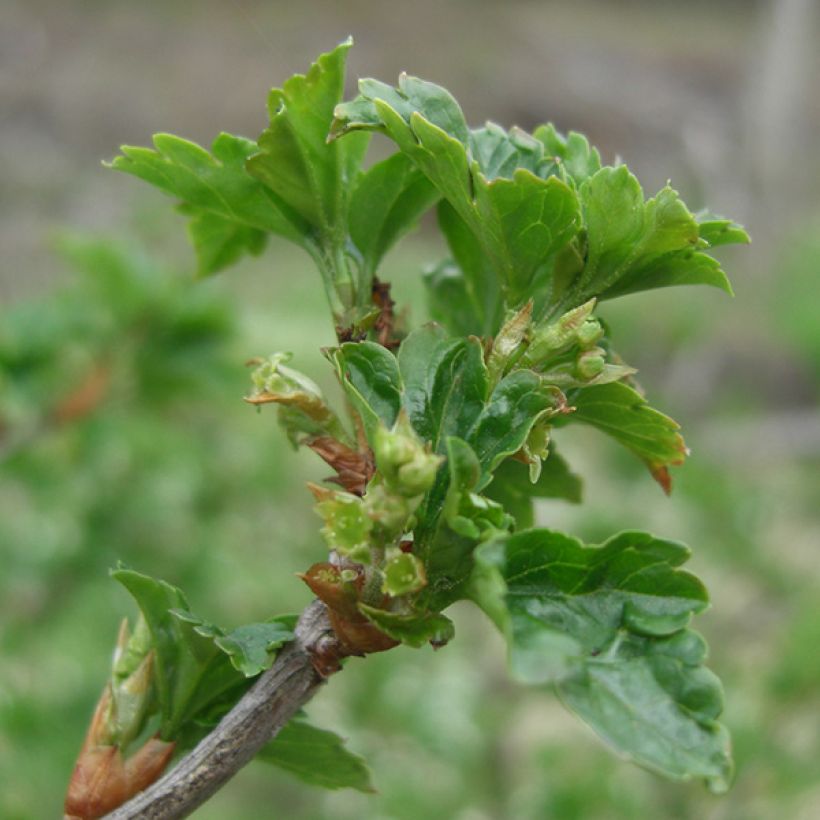 Ribes nero Andega (Fogliame)