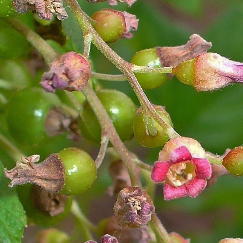 Ribes nero Andega (Fioritura)