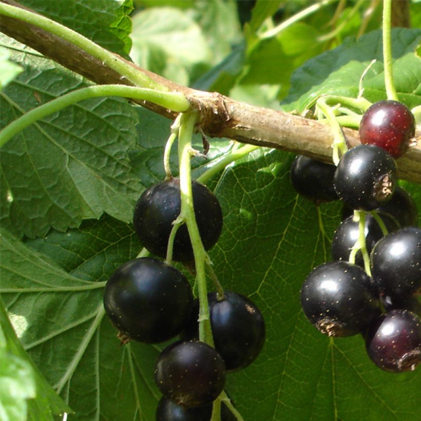 Ribes nero Andega (Raccolta)