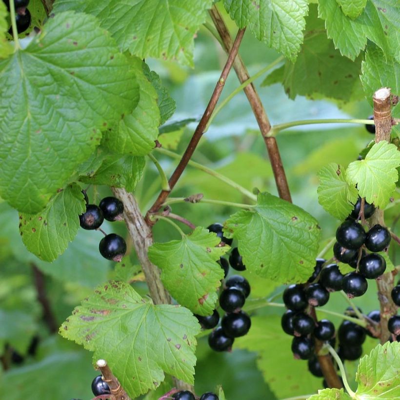 Ribes nero Little Black Sugar 'Nimue' (Fogliame)