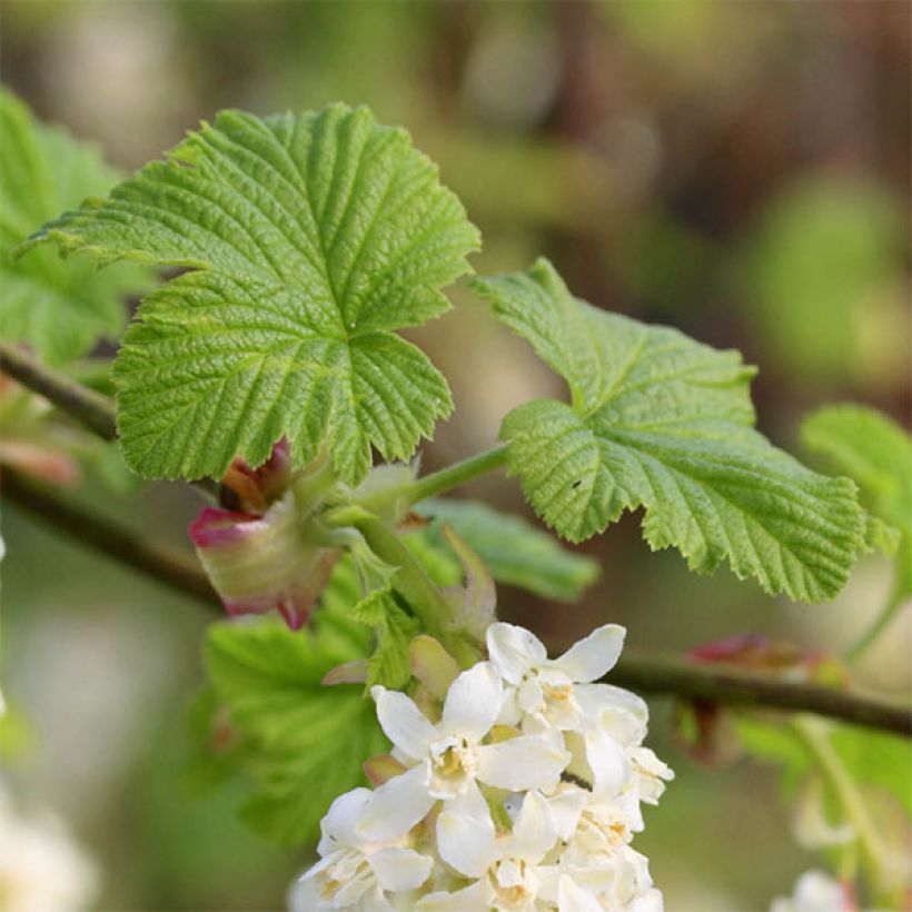 Ribes sanguigno White Icicle (Fogliame)