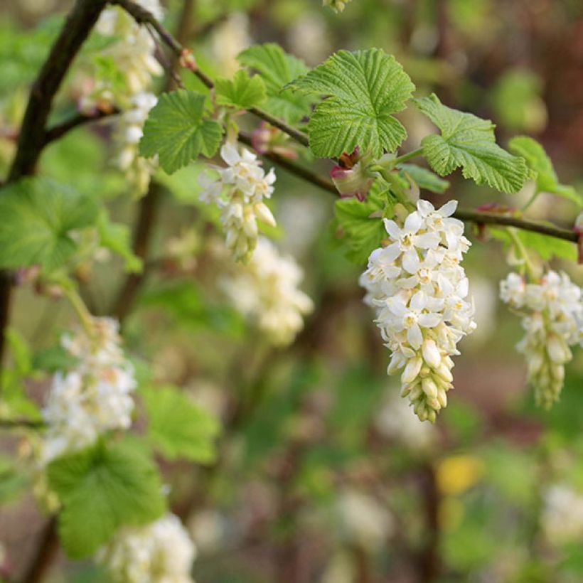 Ribes sanguigno White Icicle (Fioritura)