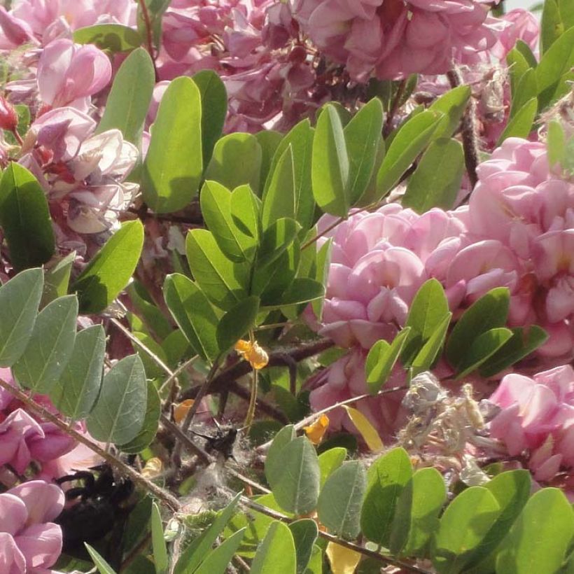 Robinia hispida Rosea (Fogliame)