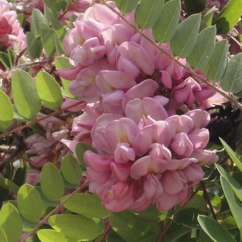 Robinia hispida Rosea (Fioritura)