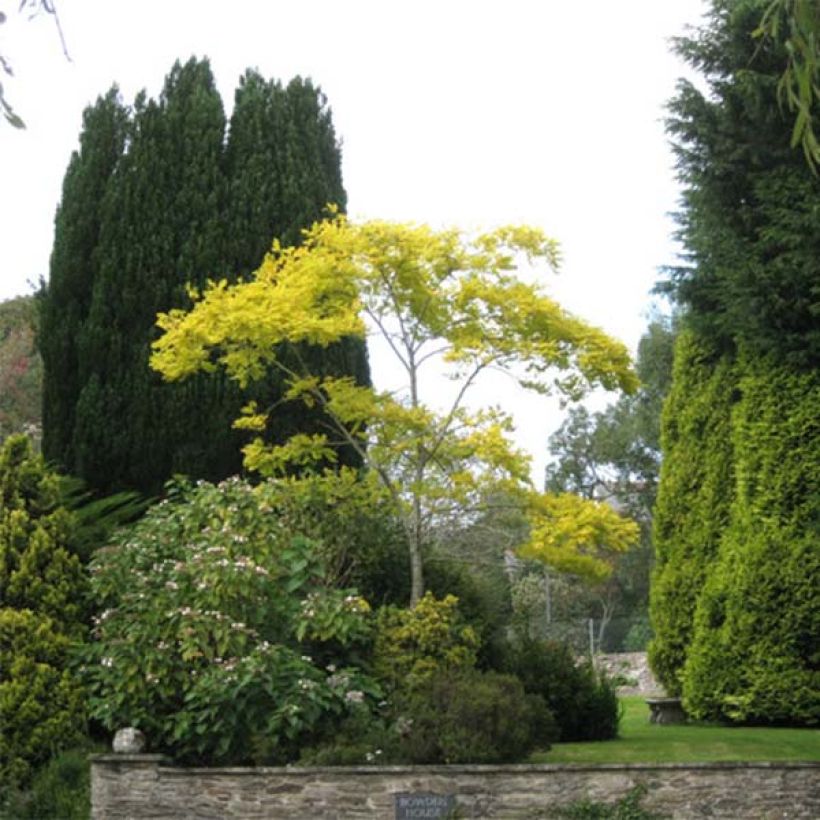 Robinia pseudoacacia Frisia - Robinia dorato (Porto)