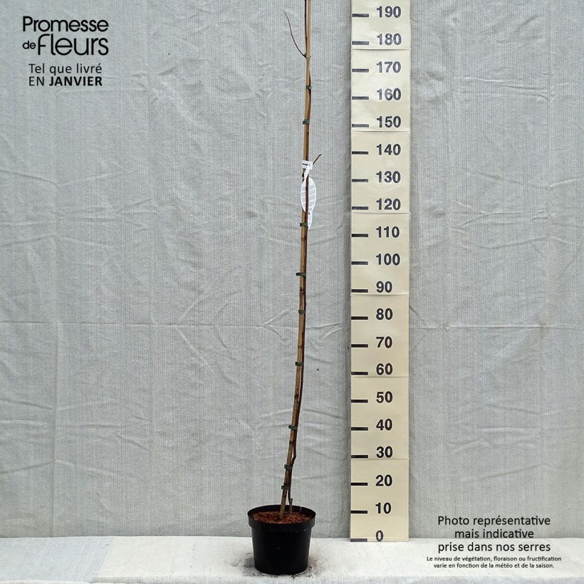 Robinia pseudoacacia Frisia - Robinier doré en pot de 4/5L  esemplare consegnato in inverno