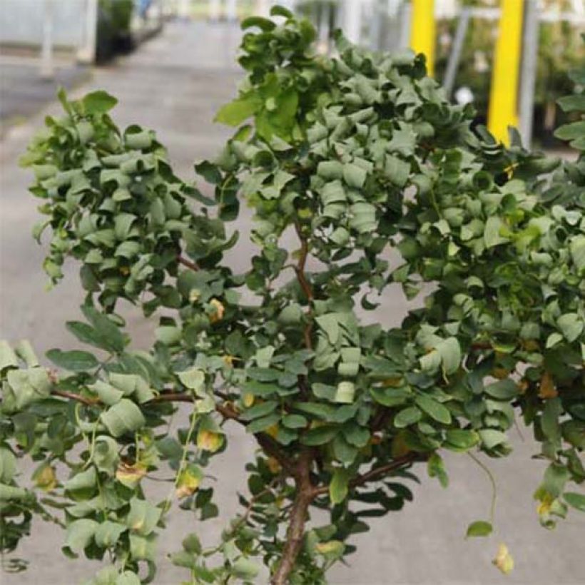 Robinia pseudoacacia Twisty Baby Lace Lady - Robinia (Fogliame)