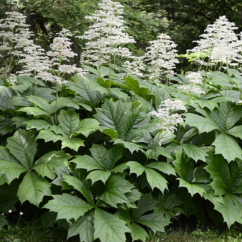 Rodgersia La Blanche (Porto)