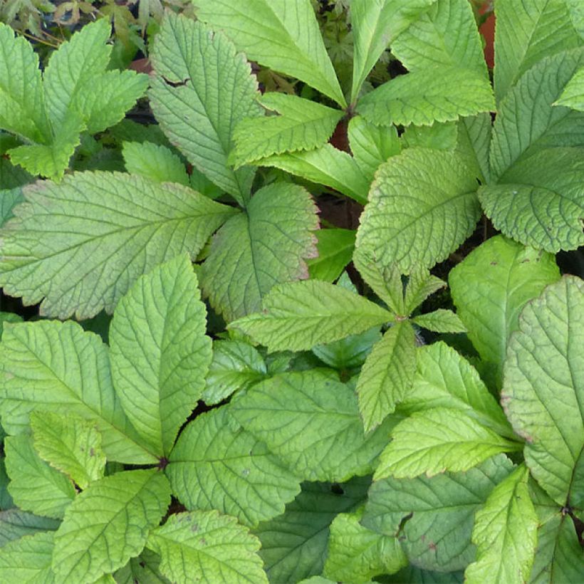 Rodgersia aesculifolia var. henrici (Fogliame)