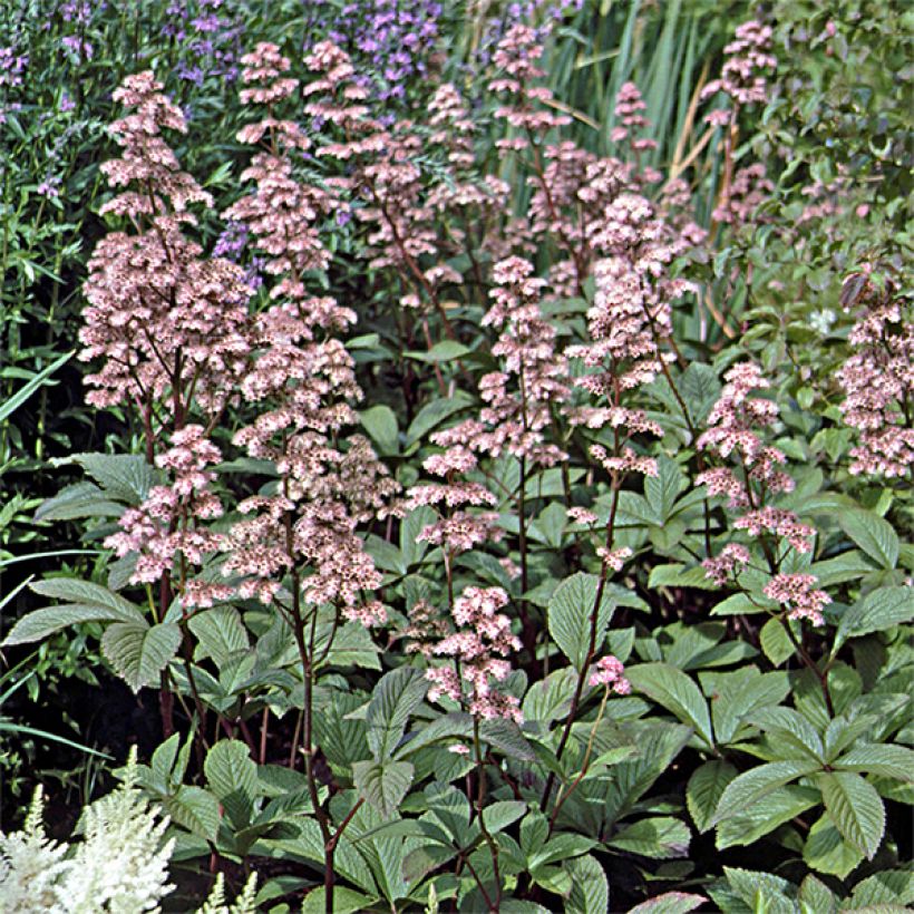 Rodgersia aesculifolia var. henrici (Porto)