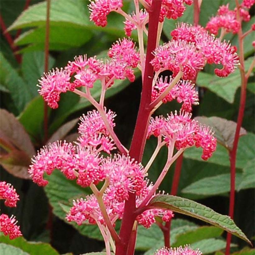 Rodgersia pinnata Bronze Peacock (Fioritura)