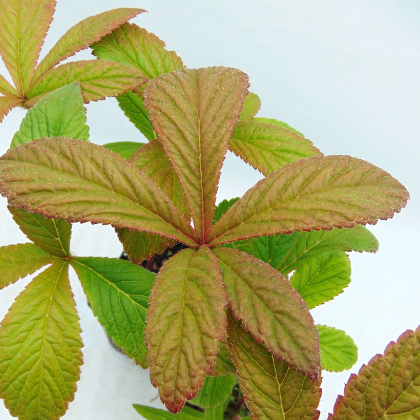 Rodgersia pinnata Chocolate Wings (Fogliame)