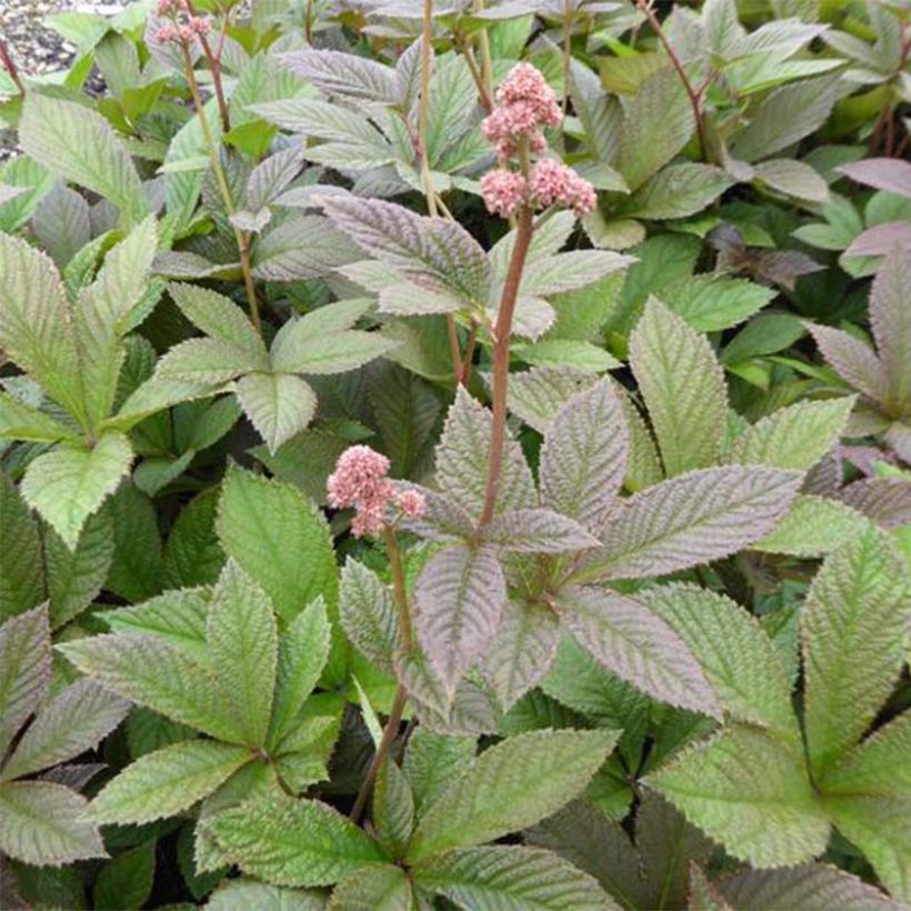 Rodgersia pinnata Dark Pokers (Fogliame)