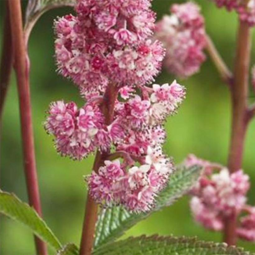 Rodgersia pinnata Dark Pokers (Fioritura)