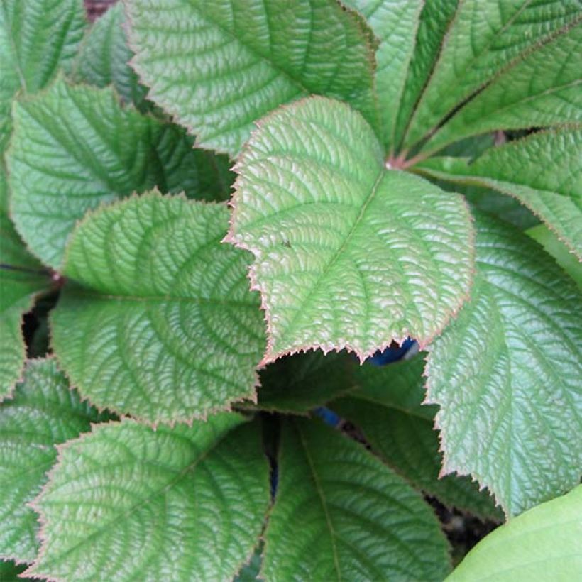 Rodgersia pinnata Elegans (Fogliame)