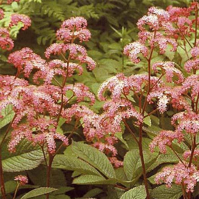 Rodgersia pinnata Elegans (Fioritura)