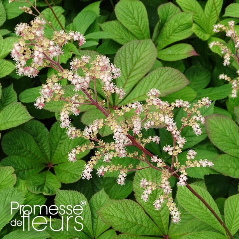 Rodgersia pinnata Hercules (Fogliame)