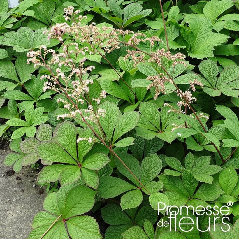 Rodgersia pinnata Hercules (Porto)