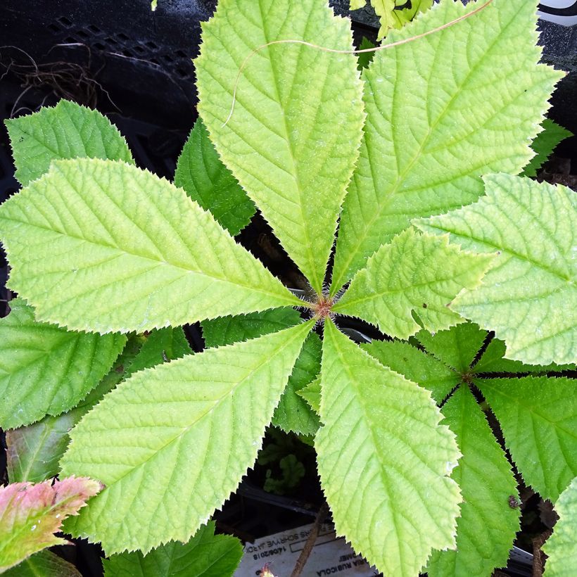 Rodgersia podophylla (Fogliame)