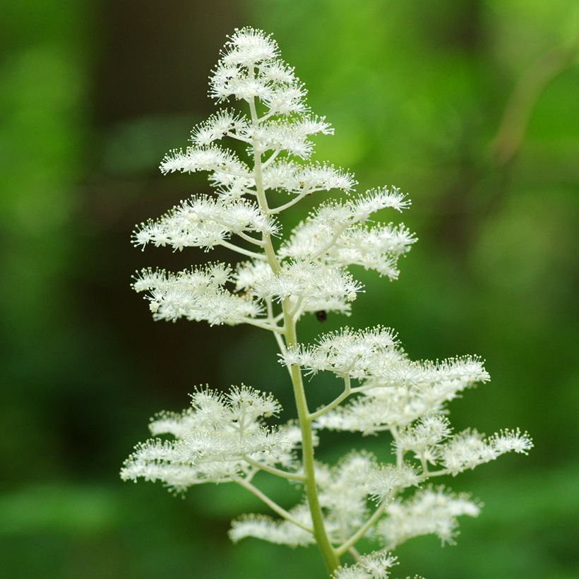 Rodgersia podophylla (Fioritura)