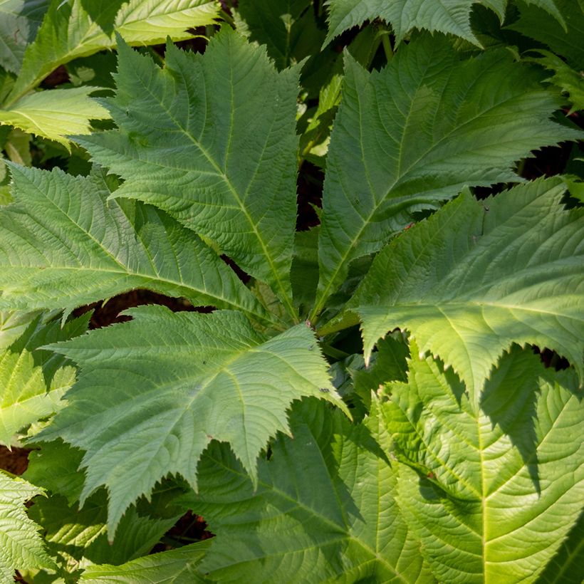 Rodgersia sambucifolia (Fogliame)