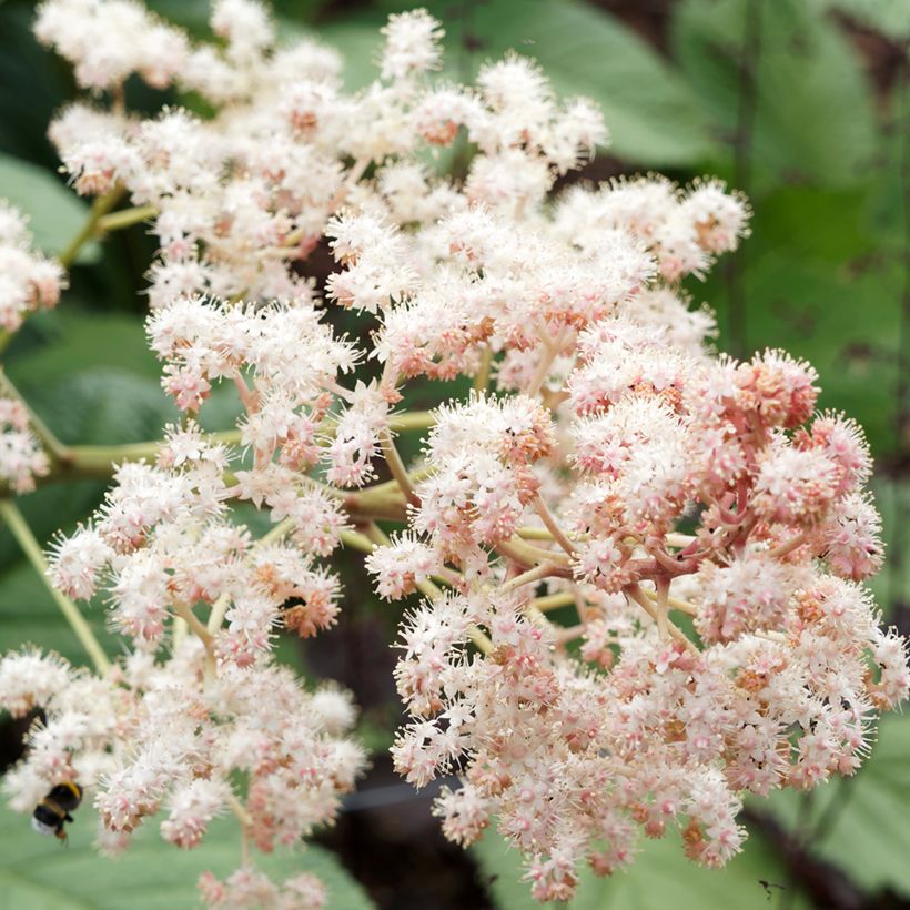 Rodgersia sambucifolia (Fioritura)