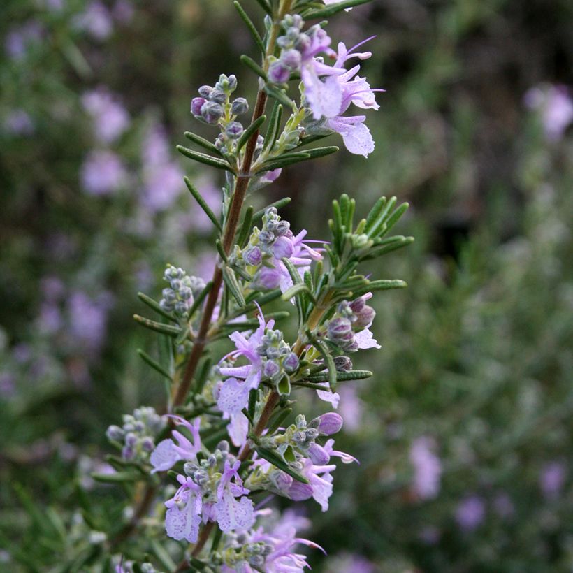 Rosmarinus officinalis Majorca Pink - Rosmarino (Fioritura)