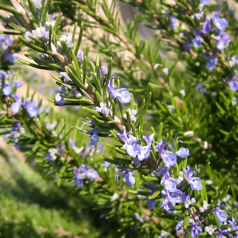 Rosmarinus officinalis BIO (semi) - Rosmarino (Fioritura)