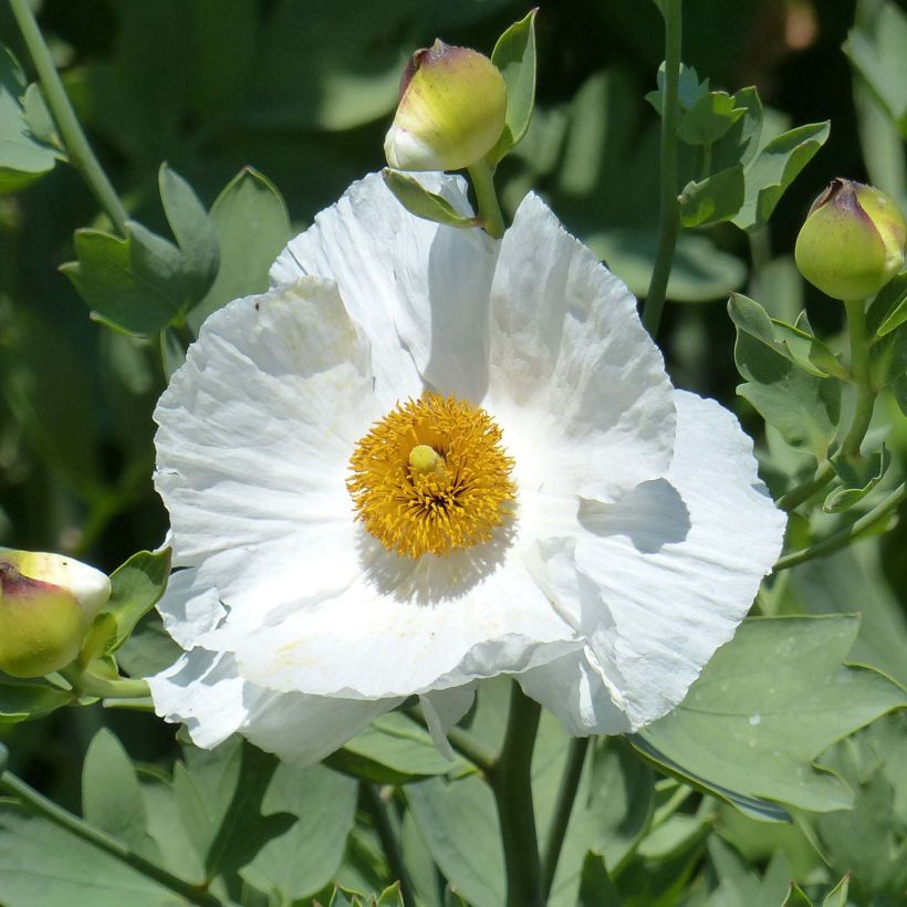 Romneya coulteri (Fioritura)