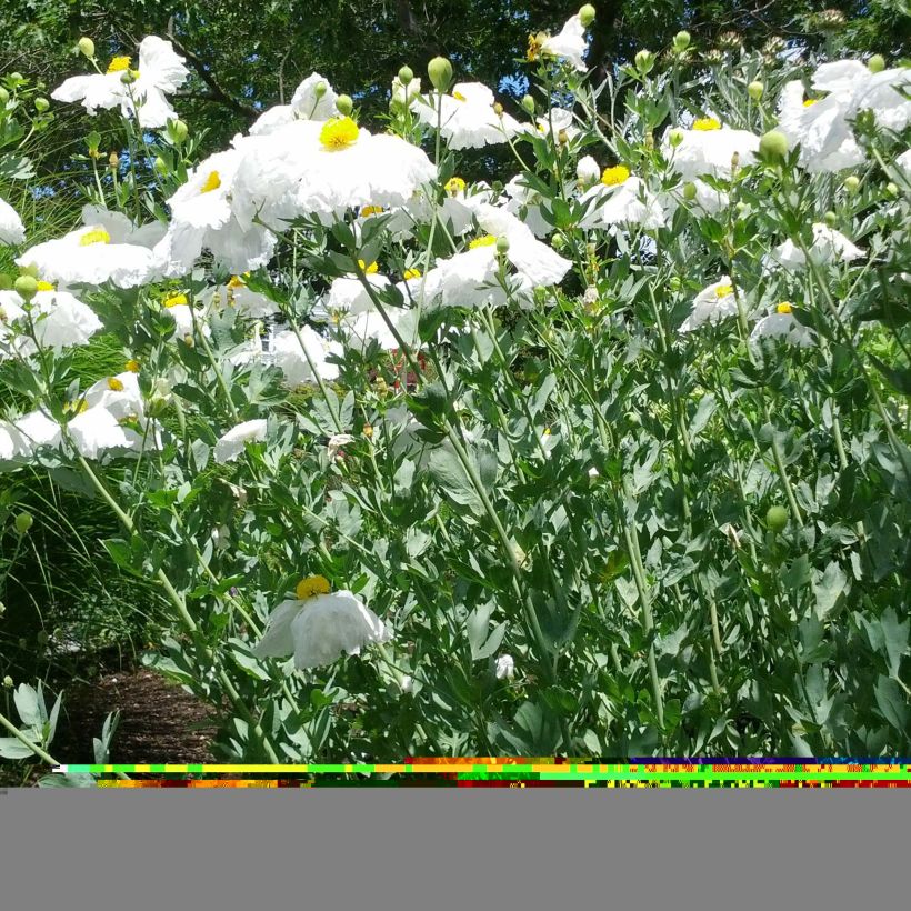 Romneya coulteri (Porto)