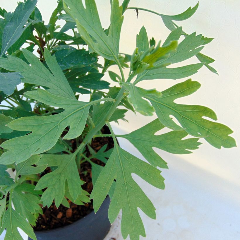 Romneya coulteri (Fogliame)