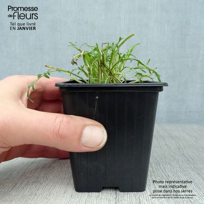 Roquette sauvage BIO - Diplotaxis erucoides Godet de 8 cm esemplare consegnato in inverno