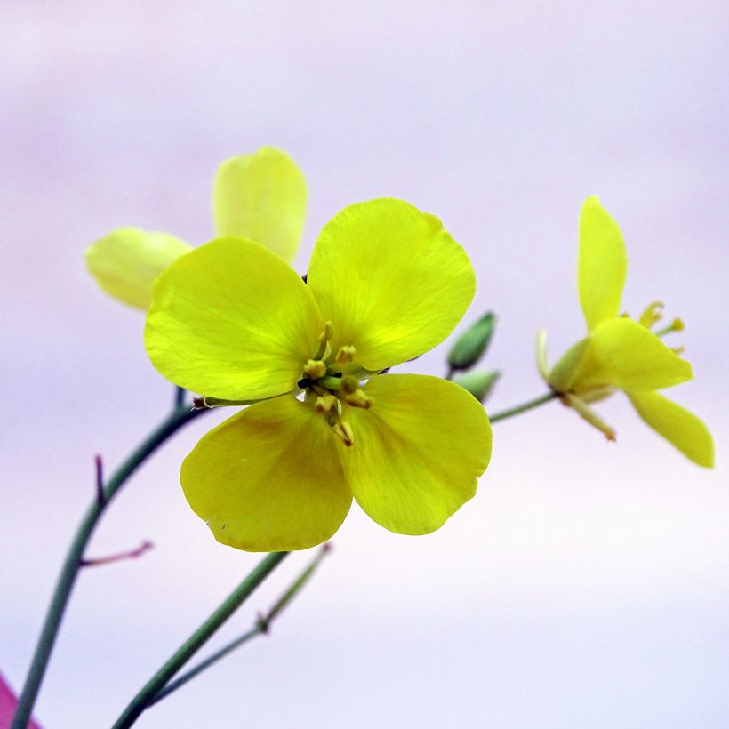 Rucola violacea Bio (Fioritura)