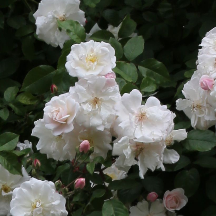 Rosa rampicante Adélaïde d’Orléans (Fioritura)