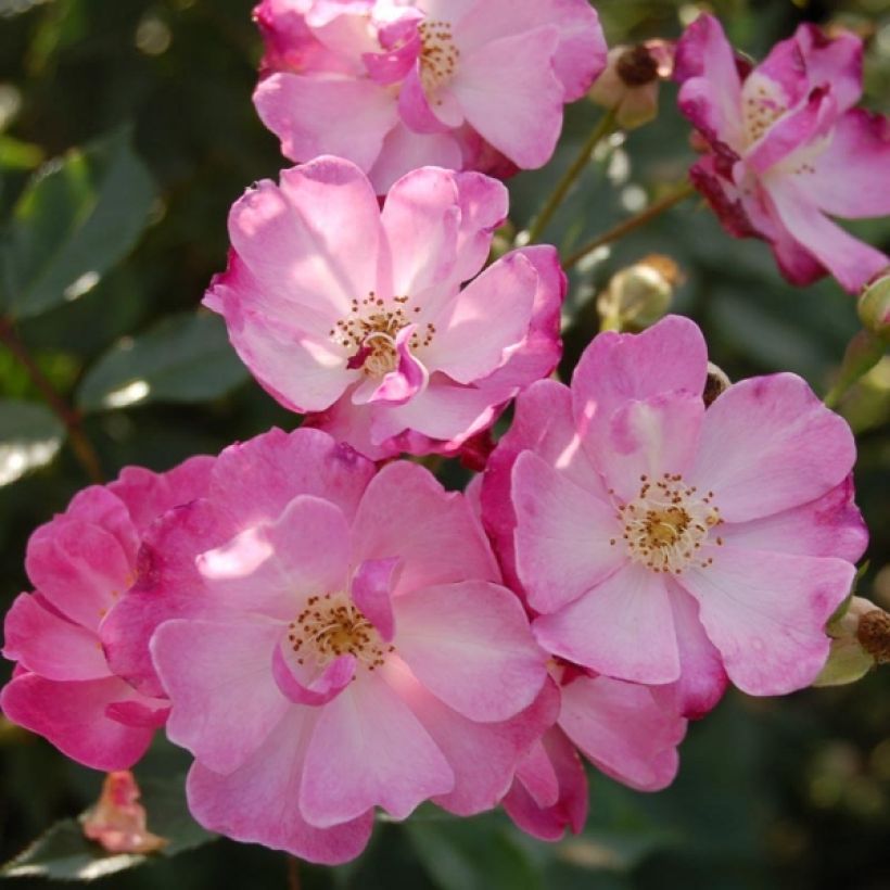 Rosa tappezzante Lavender Dream (Fioritura)