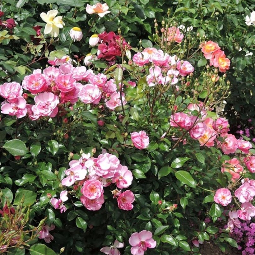 Rosa polyantha Louis Blériot (Fioritura)